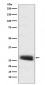 POMC Antibody 