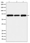 PCK2 Antibody