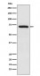 TRIM25 Antibody