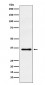 WDR5 Antibody