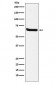 Klotho Antibody