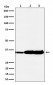 HuR / ELAVL1 Antibody