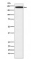 ZEB1 Antibody