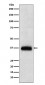 CD7 Antibody