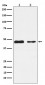 PDK2 Antibody