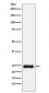 BAG2 Antibody