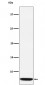 GLP2 Antibody