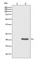 Phospho-Bad (S112) Antibody