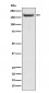 IRS2 Antibody