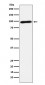 Calmegin Antibody