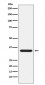 Presenilin 1 Antibody