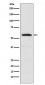 alpha Internexin Antibody