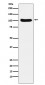 Exportin2 Antibody