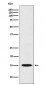 CXCL11 Antibody