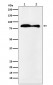 VPS35 Antibody