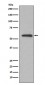 Glucose 6 phosphate isomerase Antibody