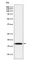 FGF1 Antibody