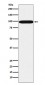 SFPQ Antibody