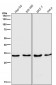 IGFBP7 Antibody