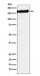 SF3B1 Antibody