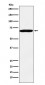 IMP3 Antibody