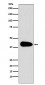 PAR6 Antibody