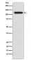 NCX1 Antibody