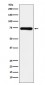 SAMHD1 Antibody