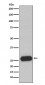 Mast Cell Chymase Antibody