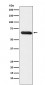 RBPJK Antibody