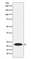 PSB9 / LMP2 Antibody