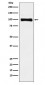 PIWIL1 Antibody