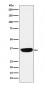 PHOX2B Antibody