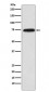 Cytochrome P450 Reductase Antibody