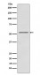 P70 S6 Kinase beta Antibody