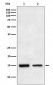 TGF alpha Antibody