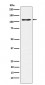 CD162 Antibody