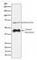 Mesothelin Antibody