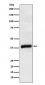 APOL1 Antibody