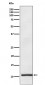 Apolipoprotein A II Antibody