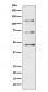 Complement C3 Antibody