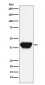 SPI1 antibody