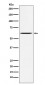 Yes1 Antibody