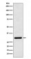 Bcl10 Antibody