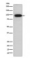 Villin Antibody