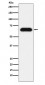 Nucleostemin Antibody