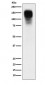 CEACAM1 Antibody