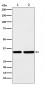 STUB1 Antibody