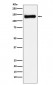 RENT1 / hUPF1 Antibody