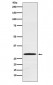 Cdx1 Antibody